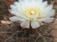 Gymnocalycium gibbosum JL1904 + FA (also available by 100-1000)